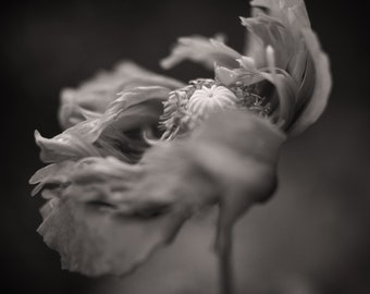 Black and White Peony Fine Art Print