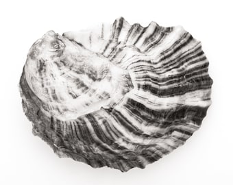 Oyster Image #31 Printed in Black and White with Archival Ink on Fiber Paper