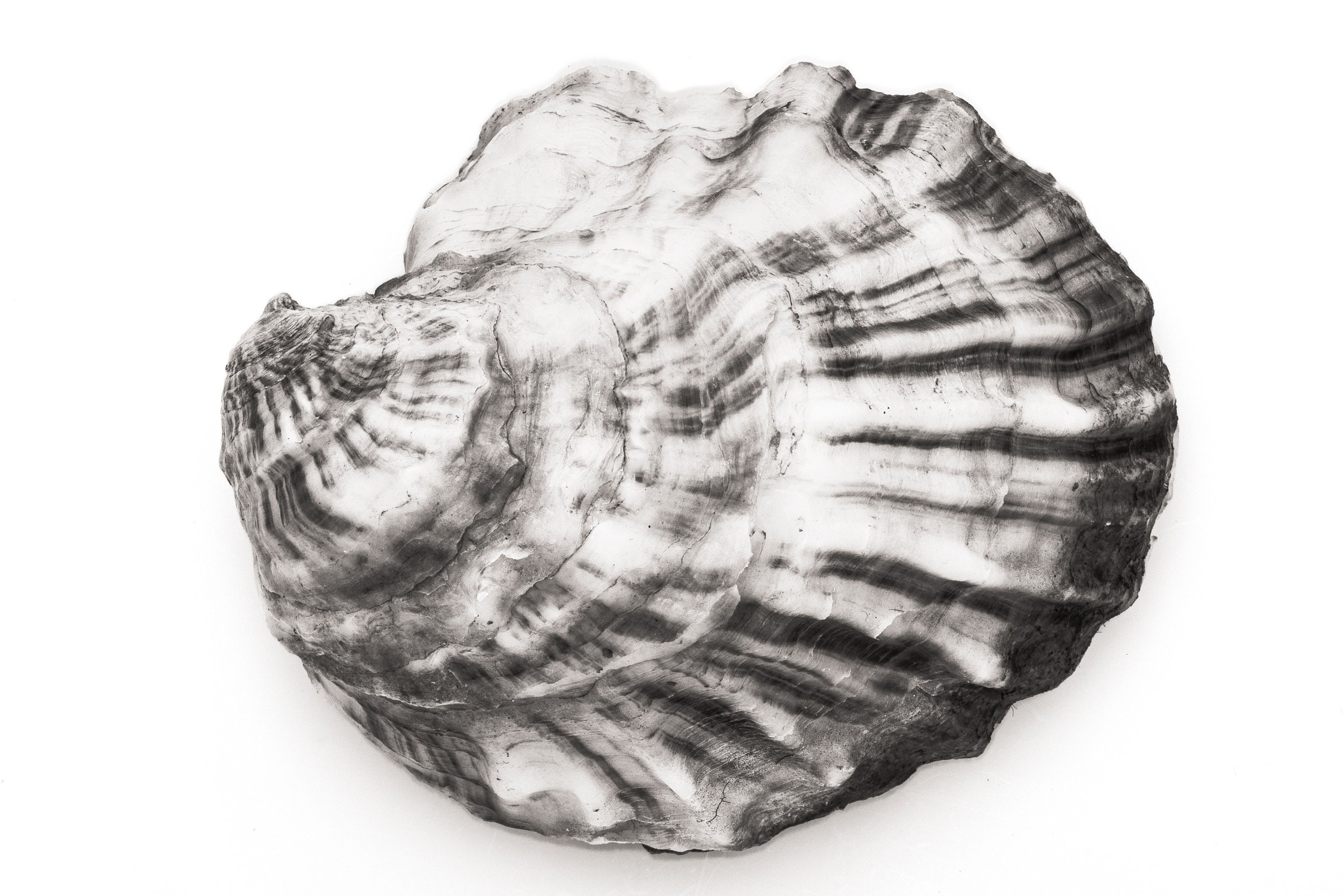 Oyster Image #34 Printed in Black and White with Archival Ink on Fiber Paper