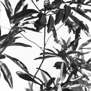 Magnolia #4