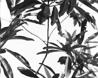 Impresión artística de magnolia: fotografía botánica en blanco y negro