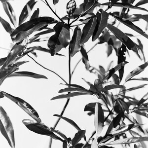 Magnolia #6
