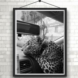 Panther in the Car Print, Cheetah Poster, Black and White Wall Art, Vintage Photography, Fashion Print, 1950s, Home Decor