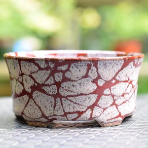 May include: A round ceramic bonsai pot featuring a distinctive crackle glaze pattern. The exterior displays a deep reddish-brown base color overlaid with a textured, off-white, web-like craquelure finish. The pot has a wide rim and small feet.