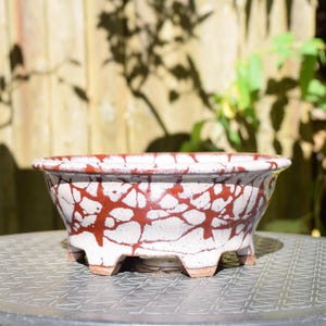 May include: A shallow, round ceramic bonsai pot featuring a white glaze with a prominent, dark red, crackle-like branching pattern. The vessel has a wide, flared rim and is supported by four short, sturdy feet, showcasing a distinct contrast in color.
