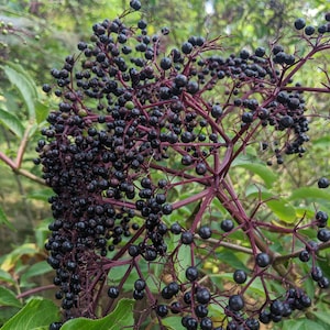 Puede incluir: Primer plano de un racimo de bayas de saúco maduras. Las bayas son de un color púrpura oscuro, casi negro, y crecen en racimos densos. Los tallos son de color rojo púrpura, con hojas verdes en el fondo.