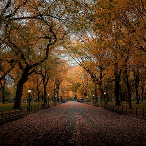 Autumn in Central Park, Central Park New York, New York Photography, Fall Foliage, NYC Wall Art, Print Canvas Metal Acrylic Sunset