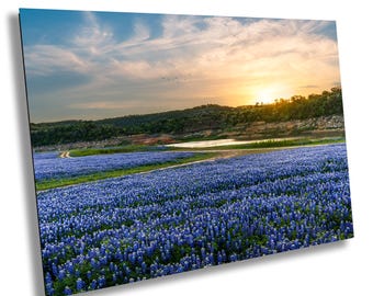 May include: A field of bluebonnet wildflowers in bloom at sunset. The flowers are in the foreground, with a lake and hills in the background.