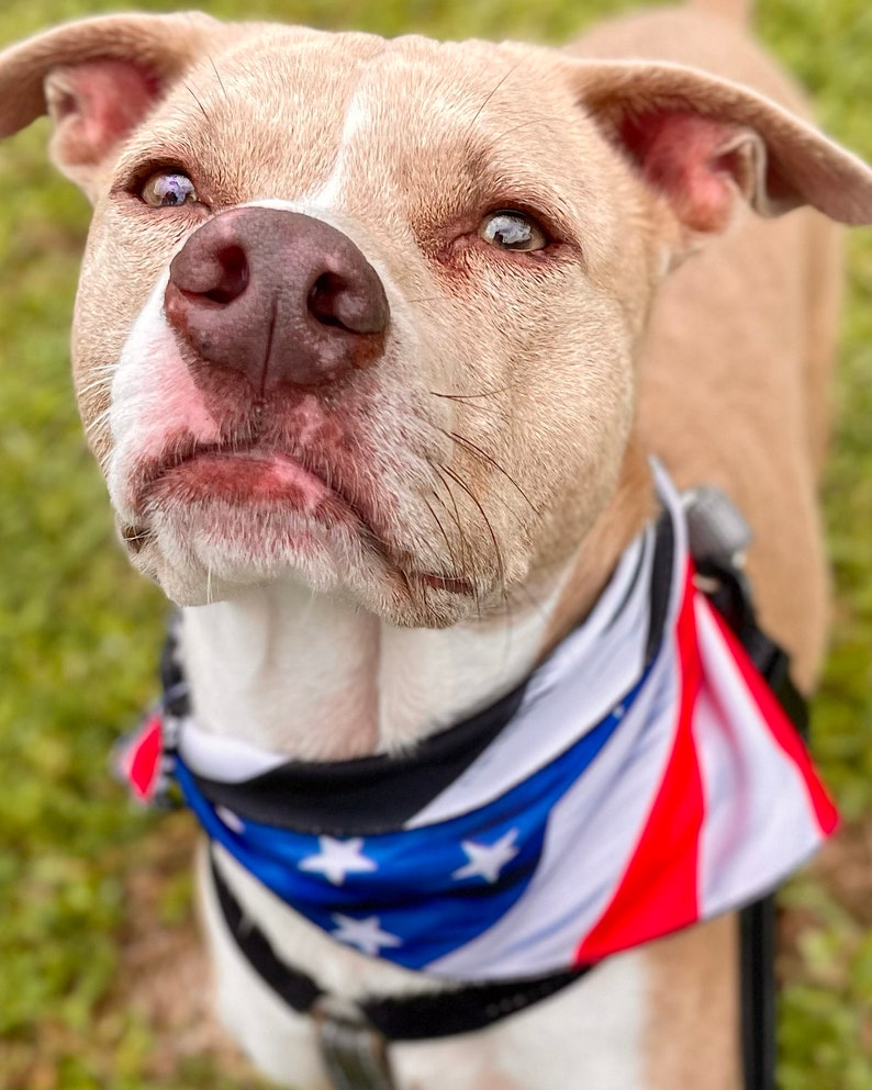 American Flag Dog Bandana Pattern Black And White Flag Reflective Vinyl Label Dog Stuff Labor Day Bandanas For Dogs Summer Dog Bandana image 8