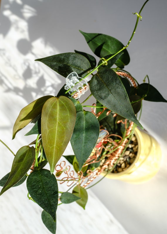 Unrooted: Hoya Carrii NS13-064 Fresh Cutting - Etsy