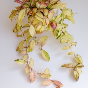 Unrooted: Hoya Walliniana Variegated fresh cutting