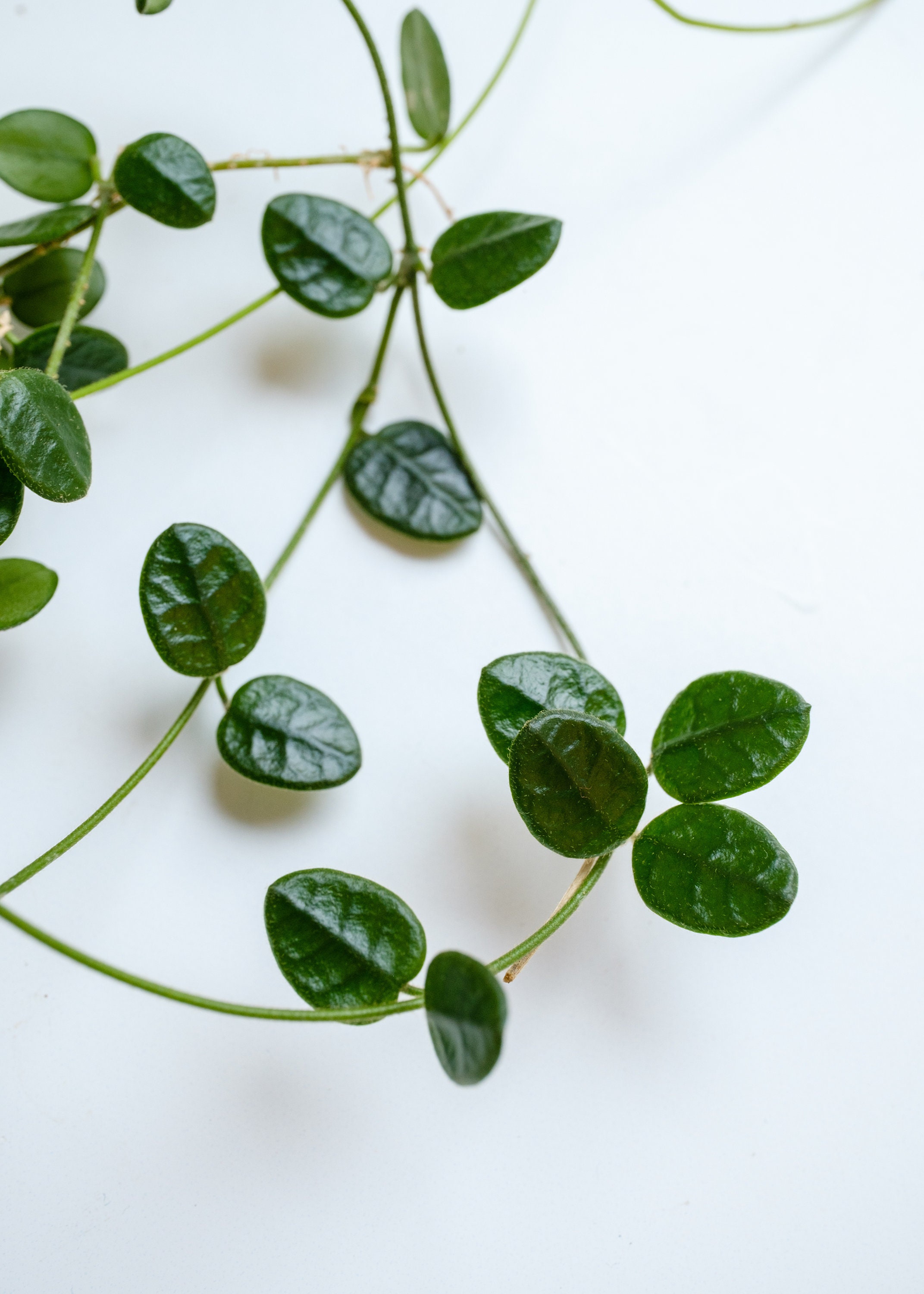 Unrooted: Hoya Tengchongensis 2-node fresh cutting