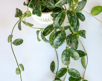 Unrooted: Hoya Lima Splash 1-node fresh cutting