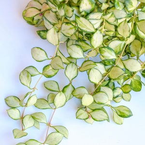 Unrooted: Hoya Heuschkeliana Variegated 4-node fresh cutting