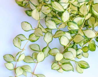 Unrooted: Hoya Heuschkeliana Variegated 4-node fresh cutting