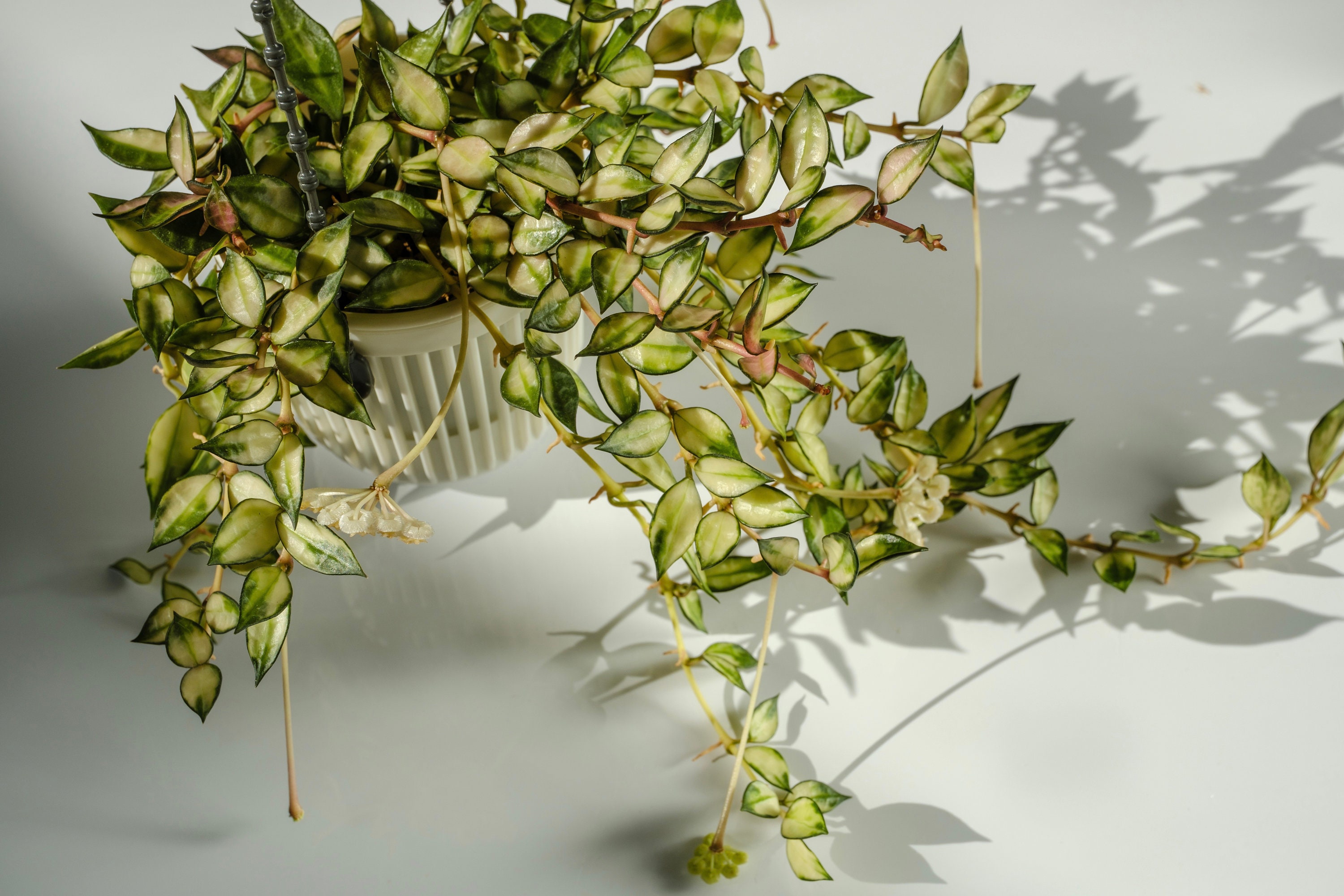 Hoya Lacunosa Queen Midori - Etsy