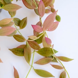 Unrooted: Hoya Microdwarf NS12-323 2-node fresh cutting (micro leaf size)