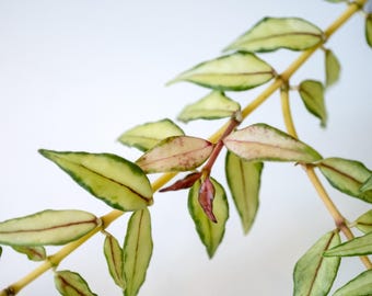 Hoya Curtisii Inner Variegated ( Exact Plant) - Etsy