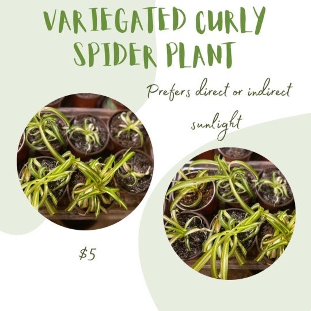 Variegated Curly Spider Plant Etsy