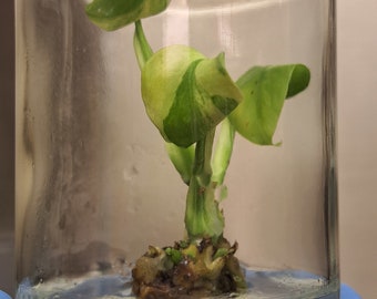 Monstera deliciosa 'Aurea', tissue culture, US-grown!
