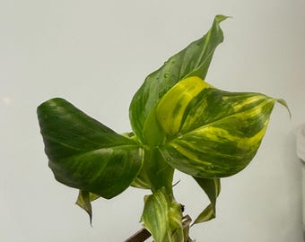Fallopia Multiflora Variegata | Exact Plant #1546 | **read Description  Before Purchasing** - Etsy