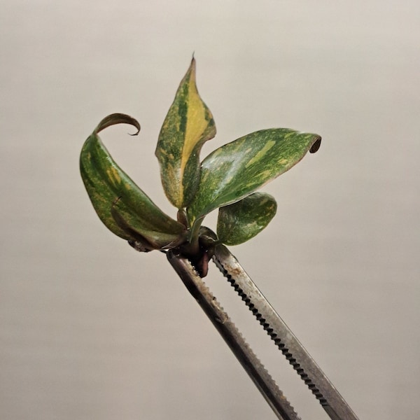 Philodendron 'Orange Princess' (1 plant) - excellent variegation US-grown!