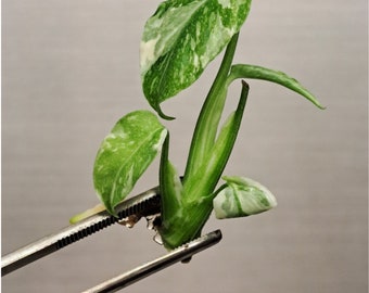 monsteras near me 6in Monstera Deliciosa – Paraíso Plant Studio