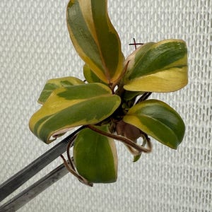 buy a ponytail palm Ponytail Palm Bonsai, Elephant's Foot Palm main image 1