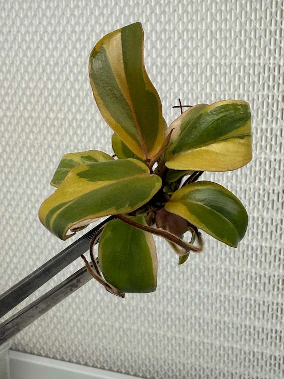 Philodendron Black Cardinal Variegated (1 Plant) - Us-grown! - Etsy