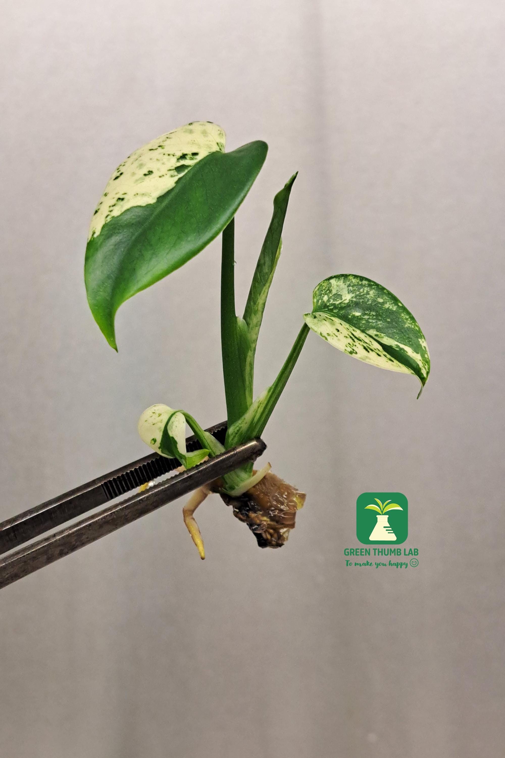 philodendron with fuzzy stem Philodendron 'Fuzzy Petiole' – Hairy Stems, Bullate Leaves main image 0