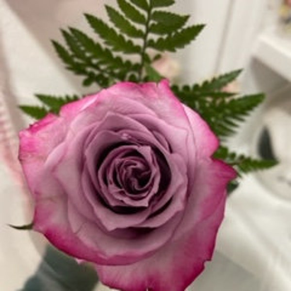 Single Rose