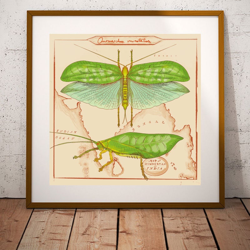 Katydid Artistic Illustration, Bug Art Print, Cricket Digital Prints ...