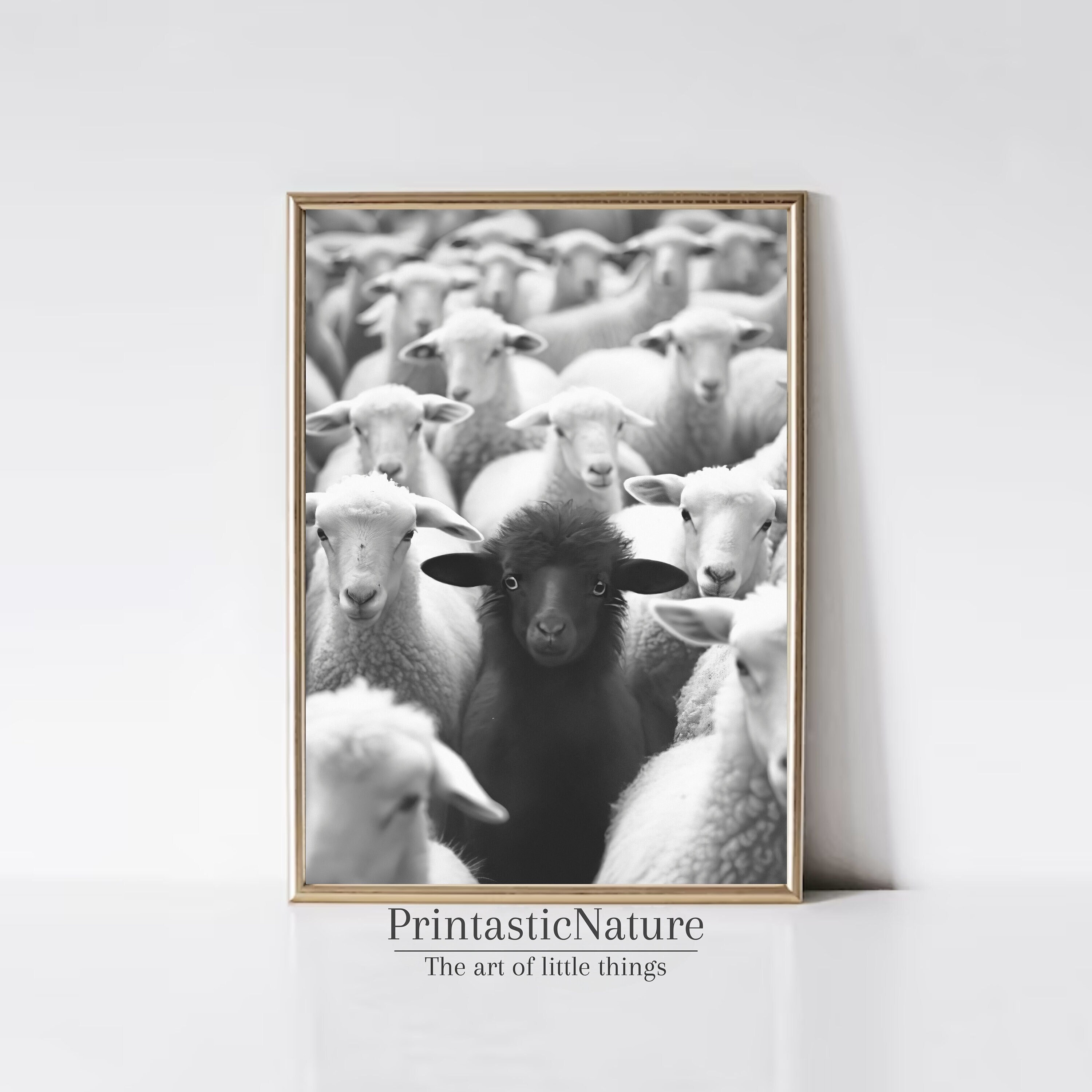 'BADASS BLACK SHEEP' Vinyl Decals – Vintage Look, Gloss White, Made In USA (The Vinyl Shop)