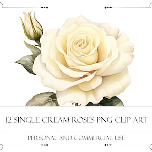 Watercolor White Roses Clipart Watercolor Floral clipart White rose flowers bouquets clipart png  Rose set png  Digital clipart PNG