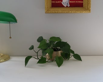 Plant No. 9: Golden Pothos in Decorative Vase