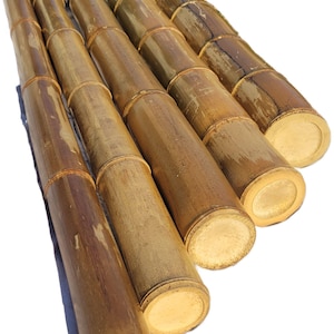 Guadua Bamboo Seeds - Etsy