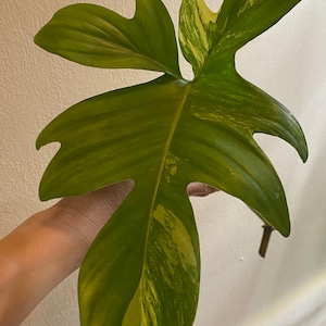 Philodendron Pedatum Variegated UNROOTED CUTTING