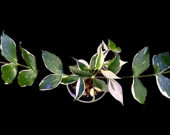 Hoya Polyneura Outer Variegated UNROOTED cuttings