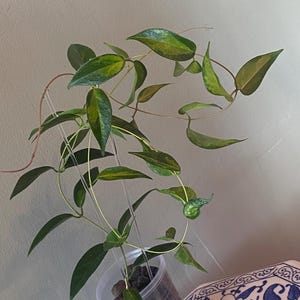 Hoya Dennisii Frida