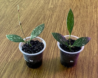 Hoya Rosita (silver) ROOTED cuttings