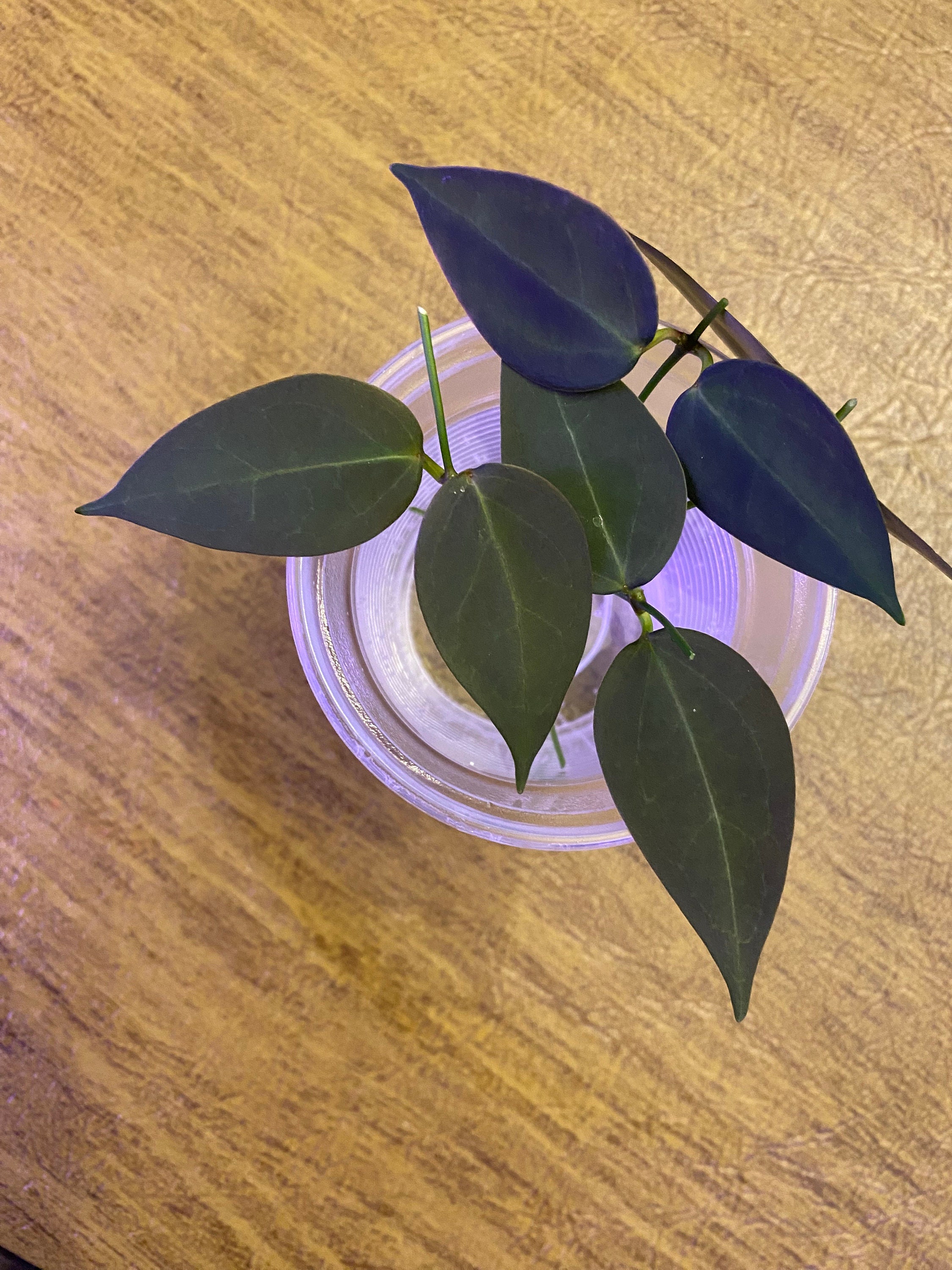 Hoya Carrii (ns13-064) Fresh Cuttings - Etsy