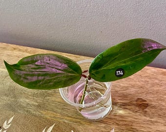 Hoya  Crocodile UNROOTED cuttings