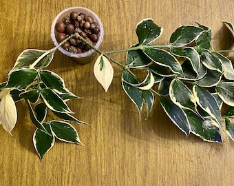 Hoya Polyneura outer variegated