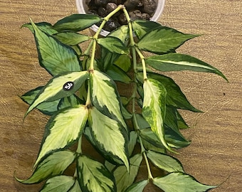 Hoya Polyneura Silver Unrooted Cutting - Grower's Choice - Etsy