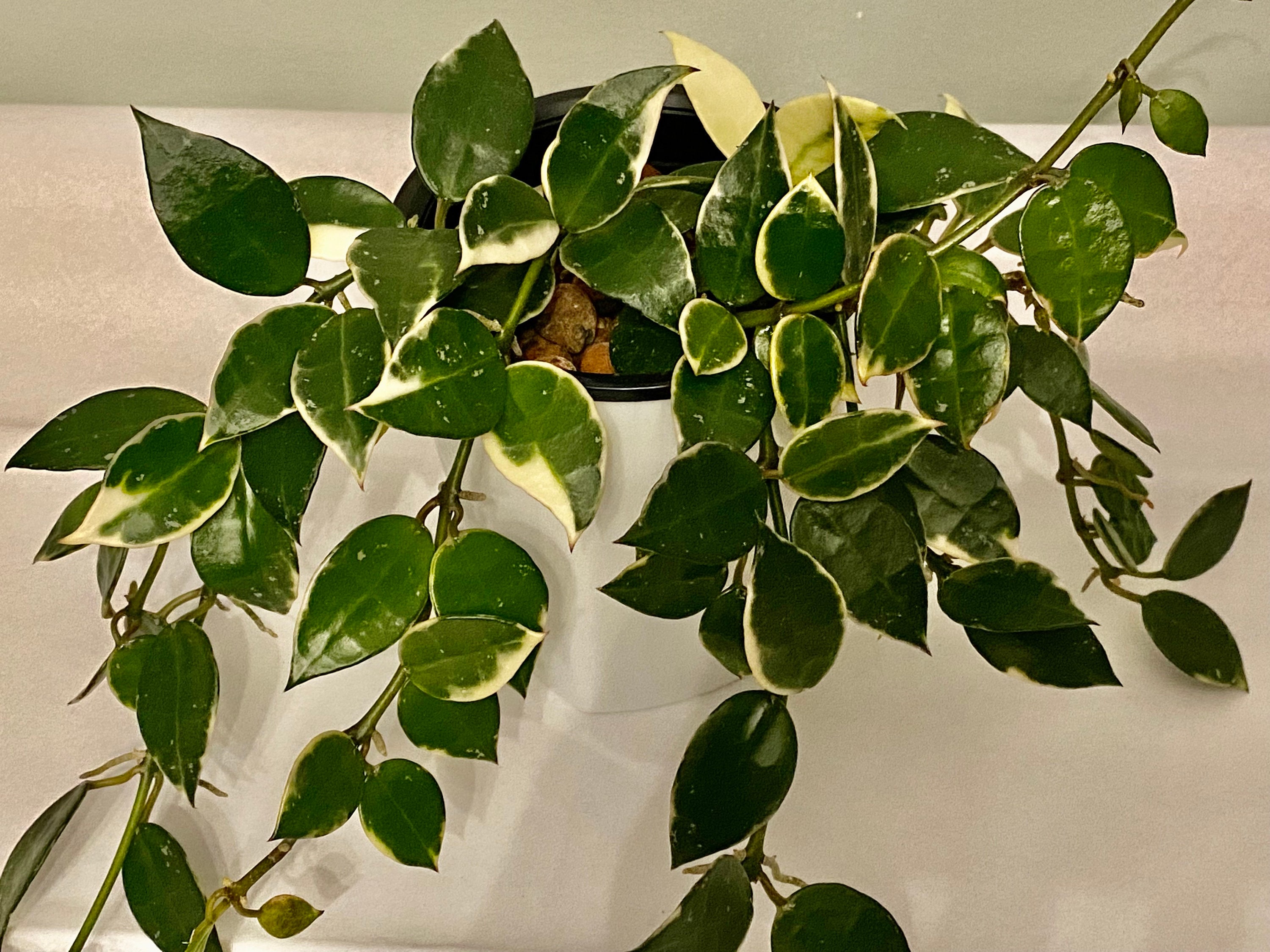 Hoya Lacunosa Asami - Etsy