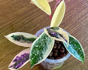 Hoya Krimson Queen (splash) ROOTED