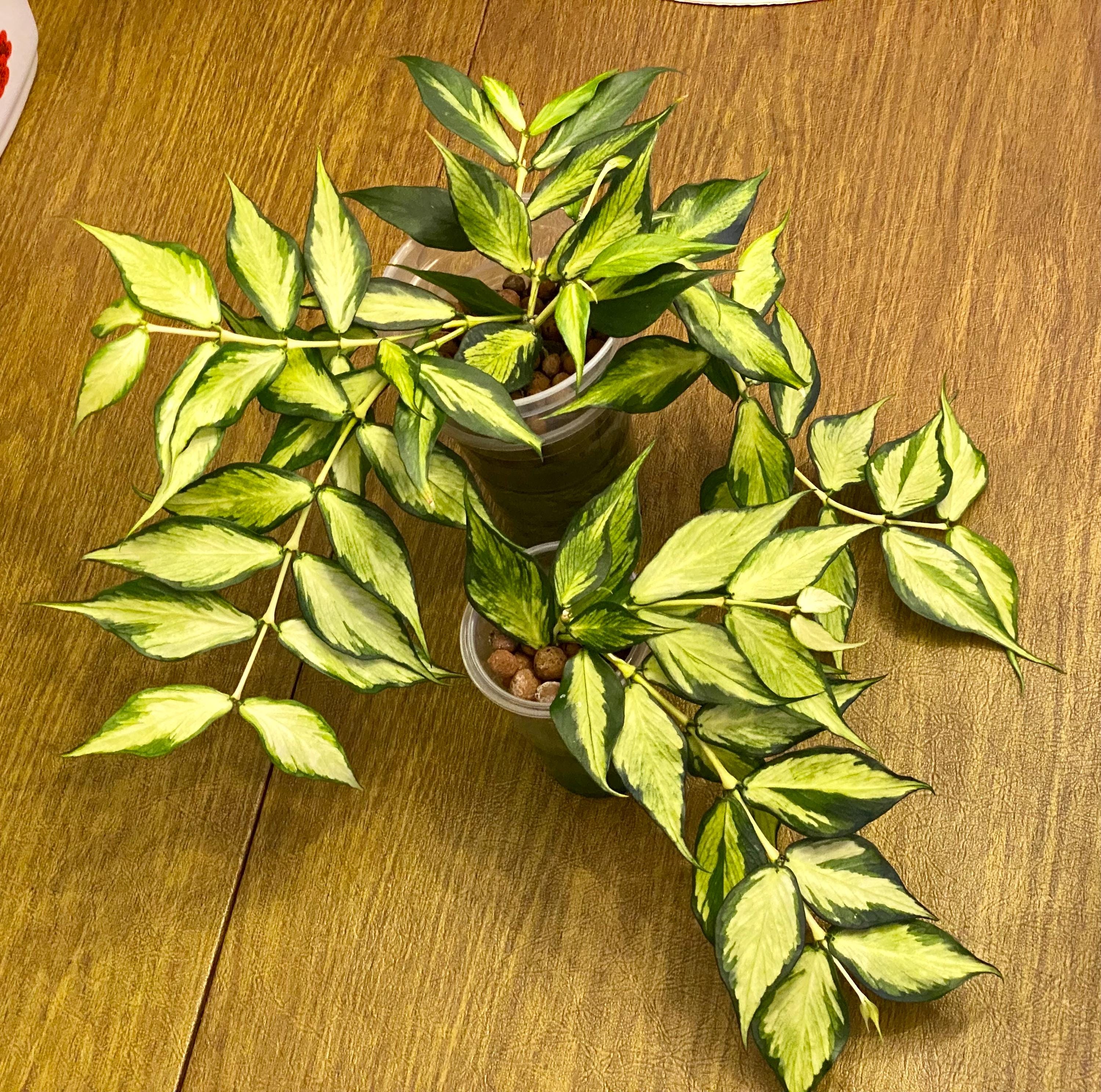 Hoya polyneura 斑入り？ Hoya Polyneura Inner Variegated UNROOTED Cutting 1-node 2