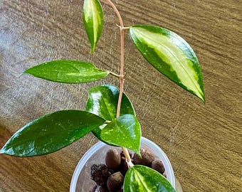 Hoya Nganjuk Variegated