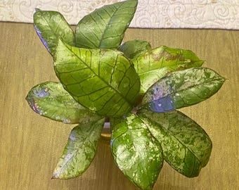Gunung Gading Ghost, established plant