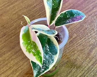 Hoya Krimson Queen (splash) ROOTED